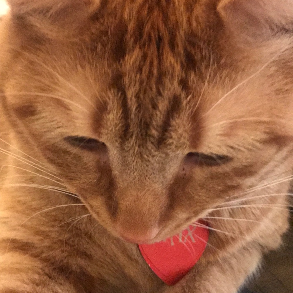 Meet your Posher, Rose